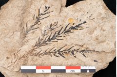 Foto (Detailansicht) von Araucaria sternbergii Goeppert (NHMW-GEO-2024-0188-8298)